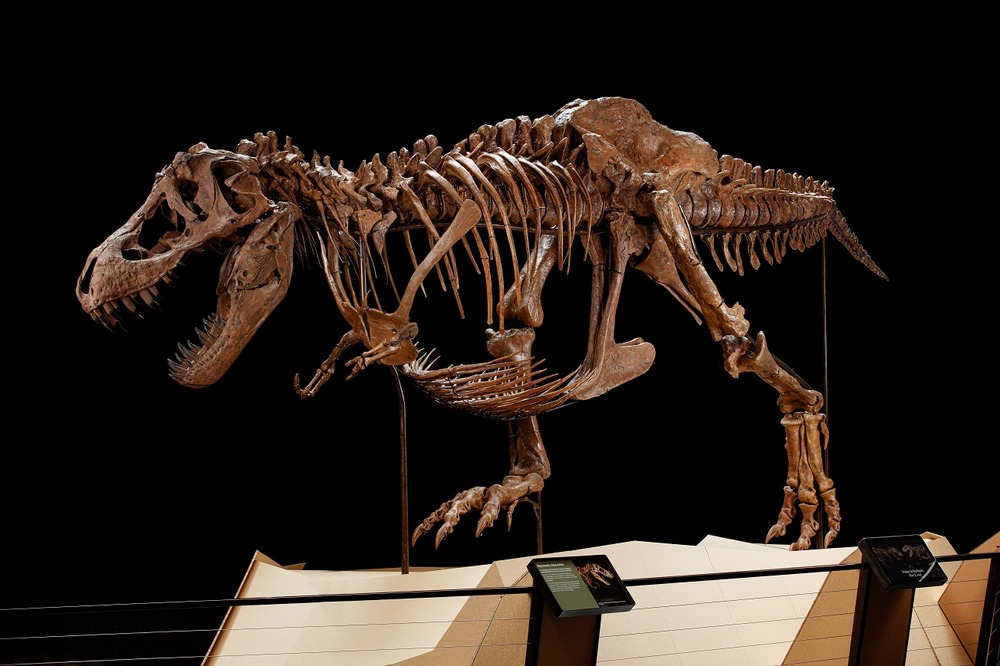 Barbara and Peter, the first-ever female and male T.rex on show together, break all records